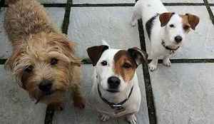 3 Terriers in Plymouth.